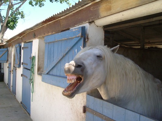 cheval riant, baillant ou montrant ses dents !