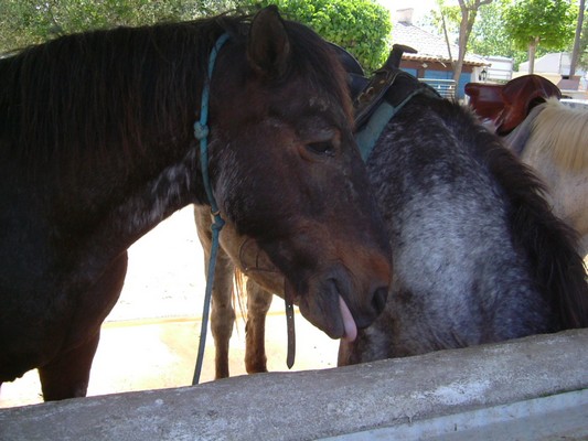 cheval mal poli !