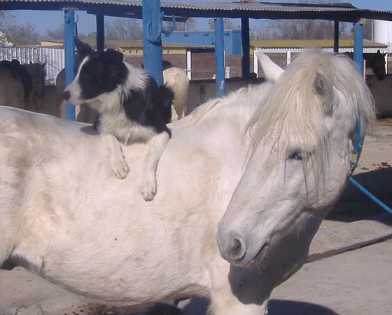 comme cheval et chien !