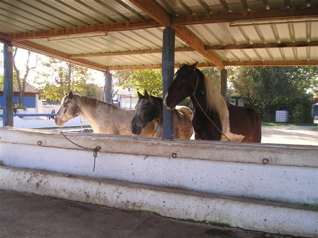 horses of the stble of the dunes