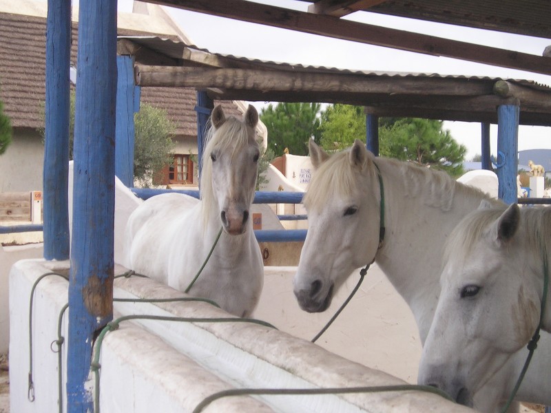 les chevaux destinés aux promenades