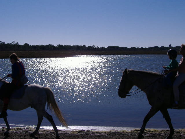 chevaux camargue